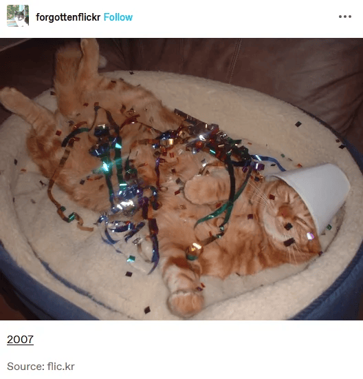 Cat covered in glitter, chillin